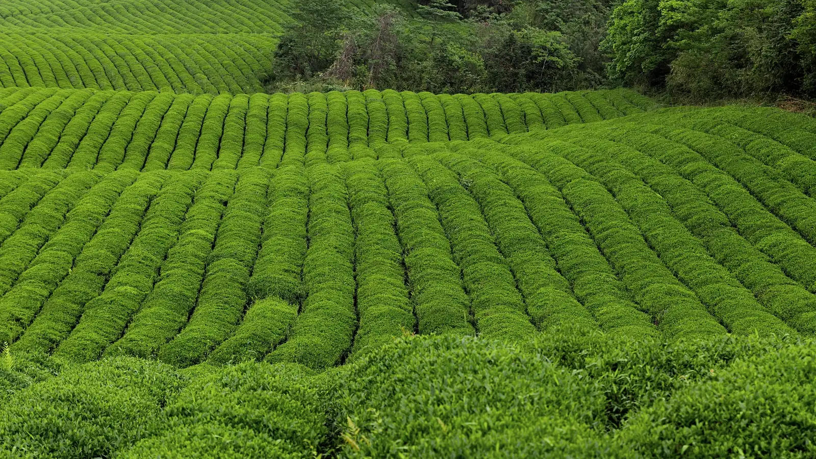 Contiguous owned tea gardens