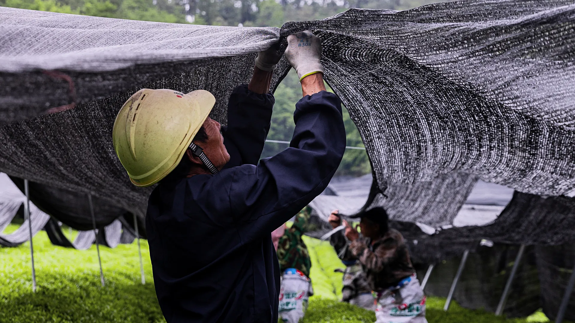Shade cultivation work in the tea garden