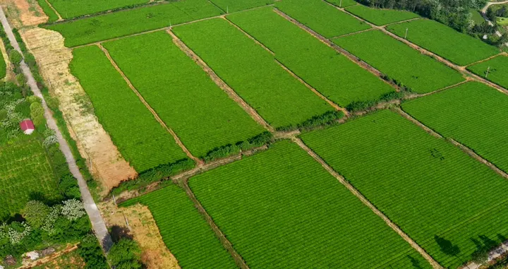 About Us Aerial view of tea base