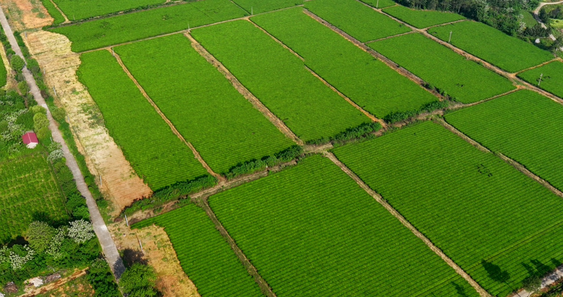 关于我们 抹茶茶园基地航拍
