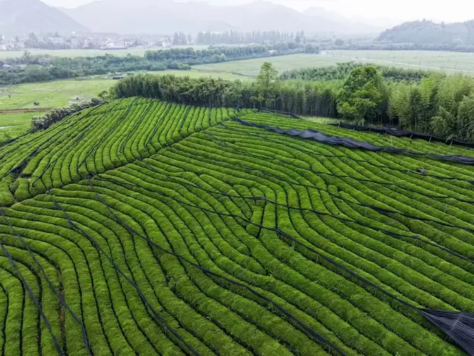 About Us Matcha tea garden base