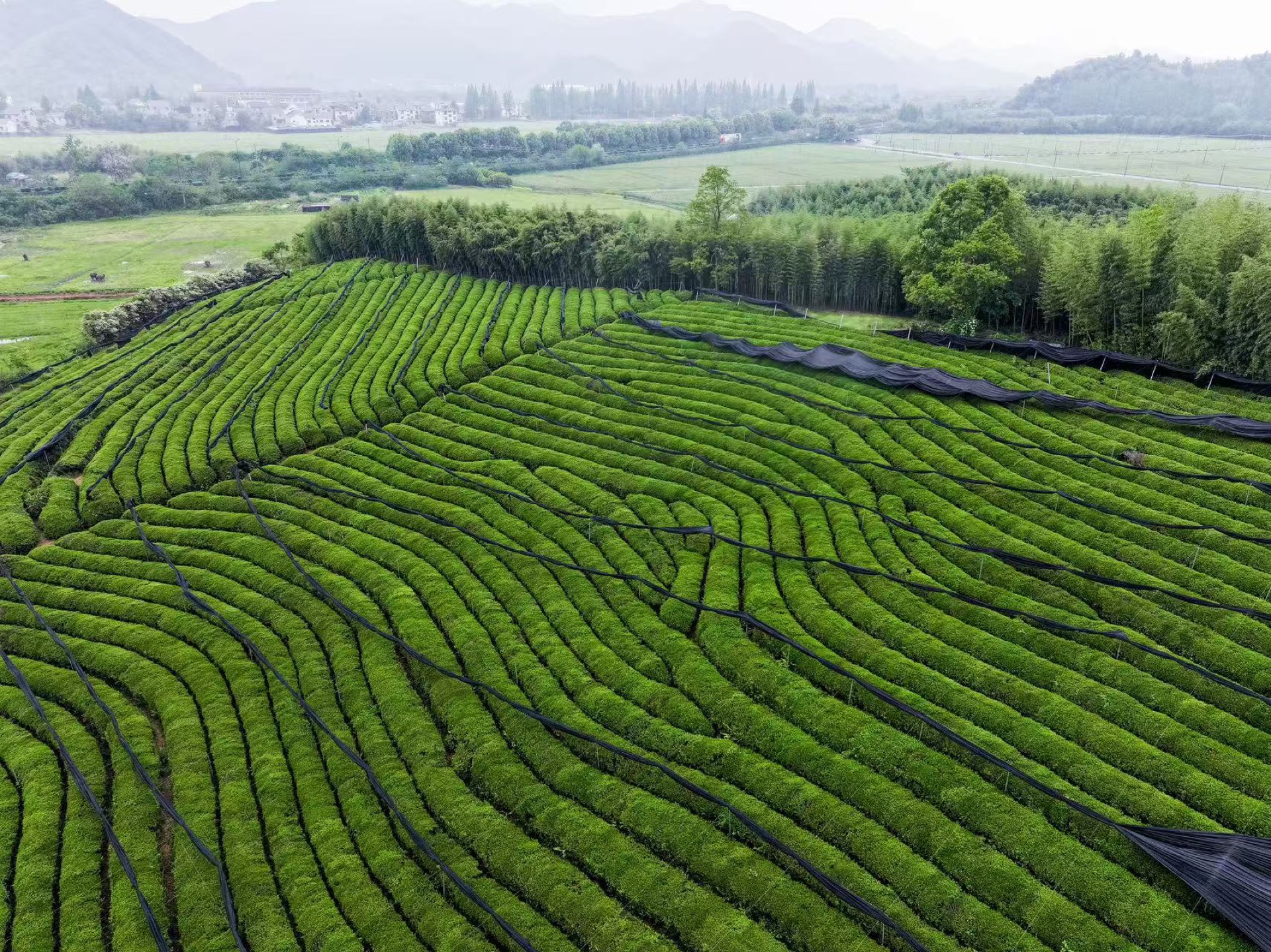 首页 抹茶原料茶园基地