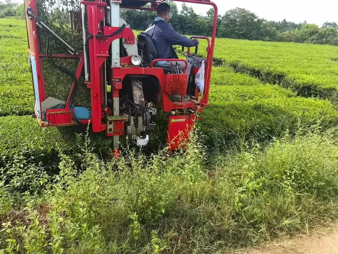 About Us Tea picking operation
